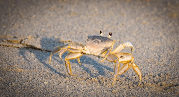 写真 砂上のカニのクローズアップ