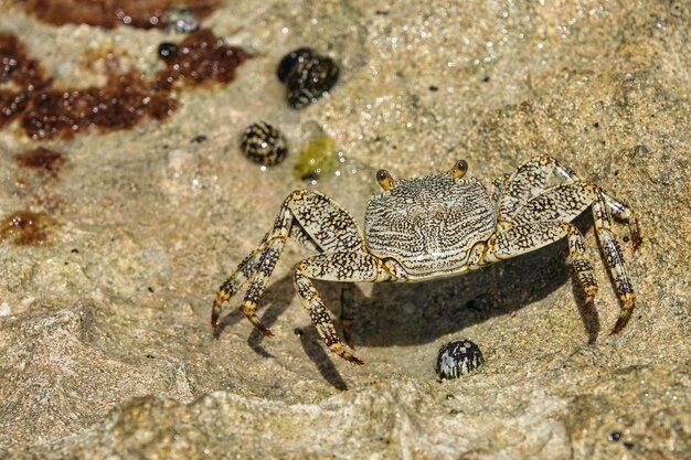 写真 砂上のカニのクローズアップ