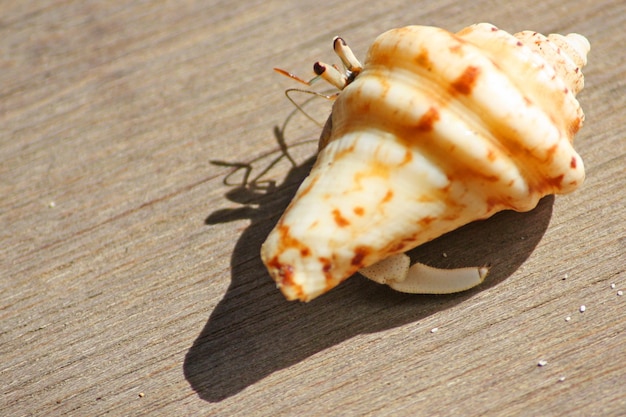 写真 テーブルの上のカニのクローズアップ