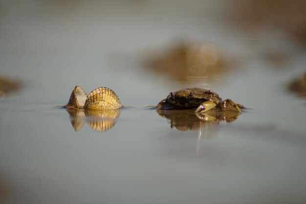 写真 湖で泳ぐカニのクローズアップ