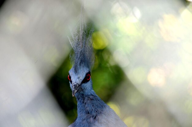 写真 クレストの鳥のクローズアップ