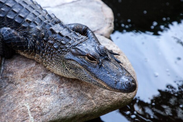 写真 湖中のワニのクローズアップ