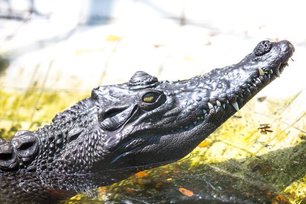 写真 水中のワニのクローズアップ