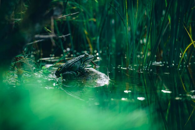 写真 水中のワニのクローズアップ