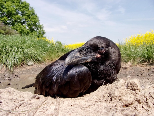 写真 空に照らされた野原のカラスのクローズアップ