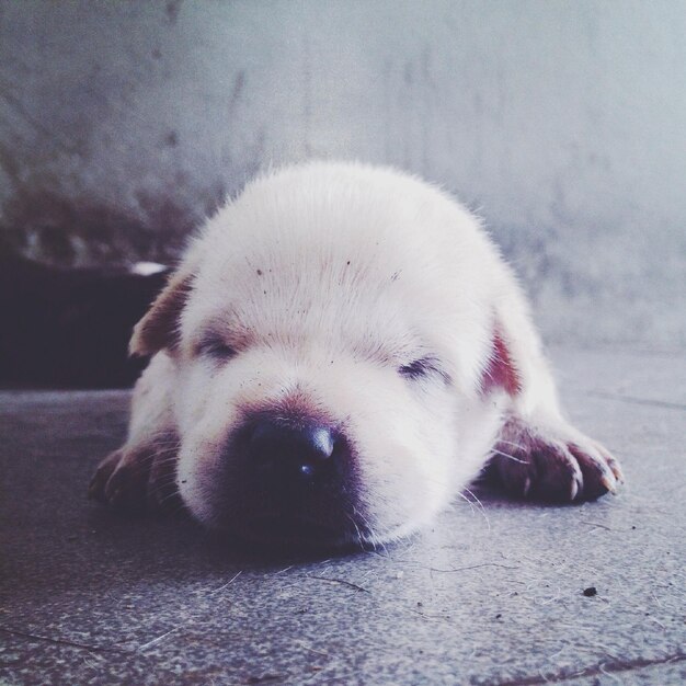 写真 床で眠っているかわいい子犬のクローズアップ