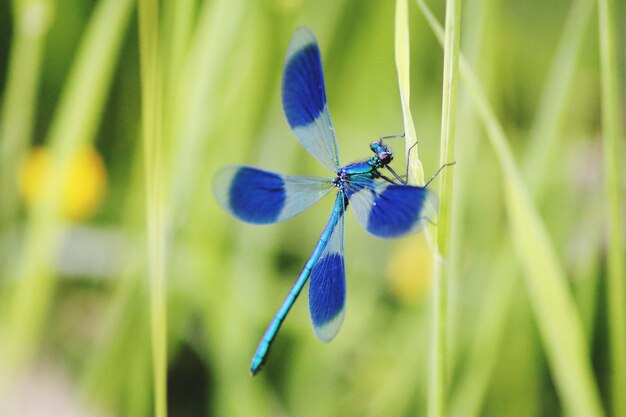 写真 植物のダムセルフイのクローズアップ