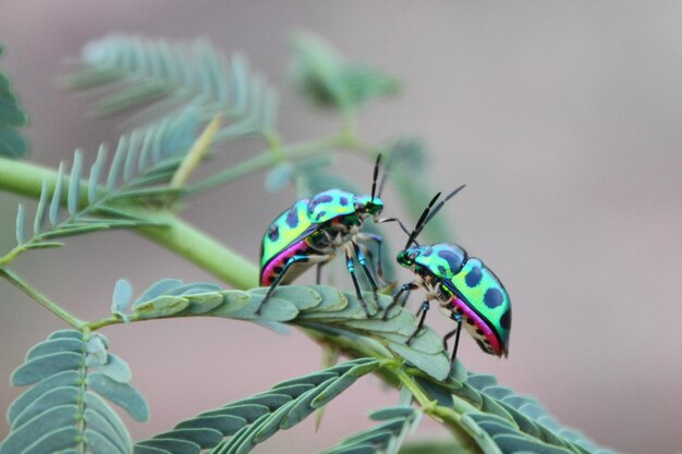 写真 植物上のダムセルフイのクローズアップ