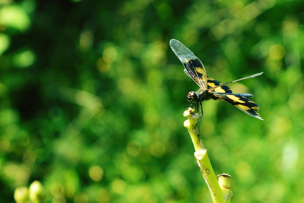 写真 植物 に 座っ て いる ダムセルフライ の クローズアップ