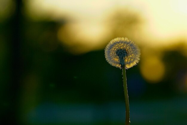 写真 ぼんやりした背景に近距離で描かれたオオカミの花