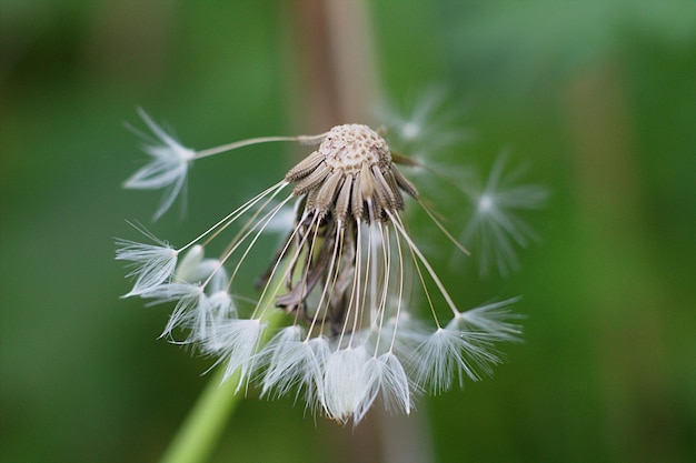 写真 ぼんやりした背景に近距離で描かれたオオカミの花