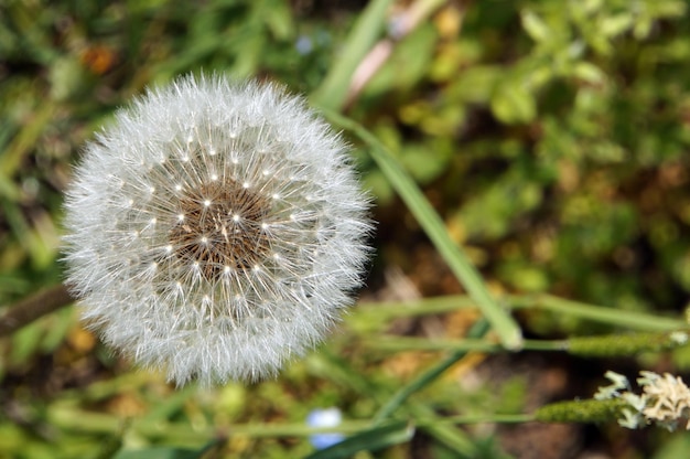 写真 植物 の 上 で く ダンデレオン の クローズアップ