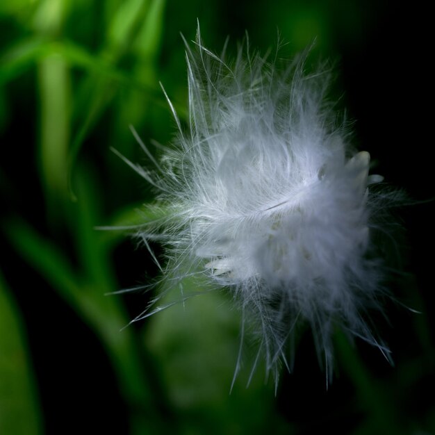 写真 ダンデレオンの花のクローズアップ