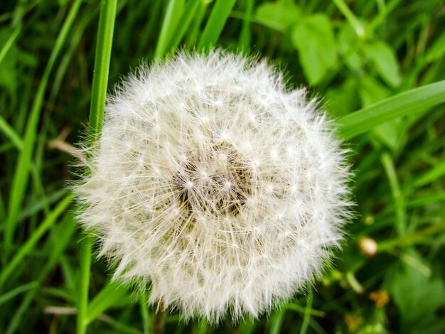 写真 ダンデレオンの花のクローズアップ