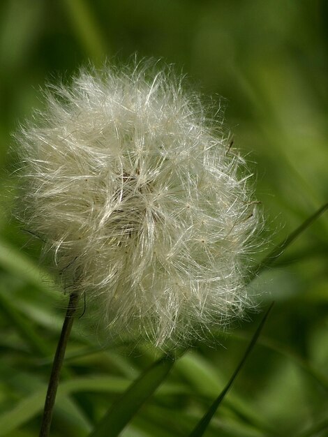 写真 ダンデリオンの花のクローズアップ