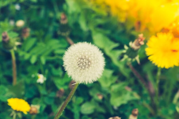 写真 ダンデレオンの花のクローズアップ