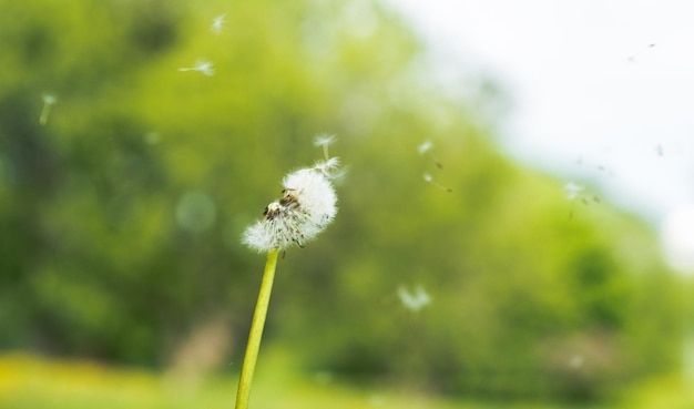 写真 ダンデレオンの花のクローズアップ