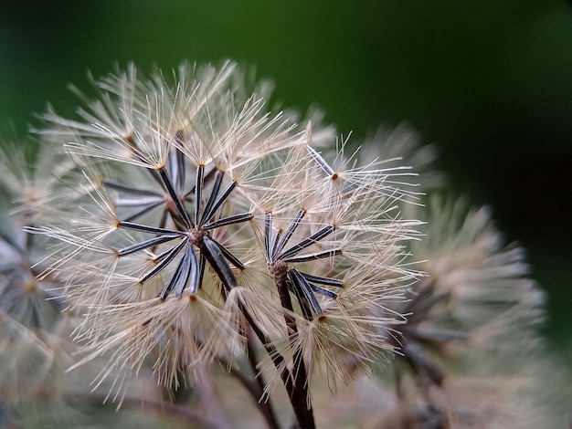 写真 植物 の 上 で の ダンデレオン の クローズアップ