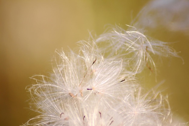 写真 植物 の 上 で の ダンデレオン の クローズアップ