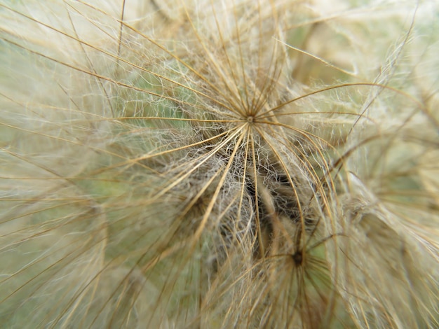 写真 植物 の 上 で の ダンデレオン の クローズアップ