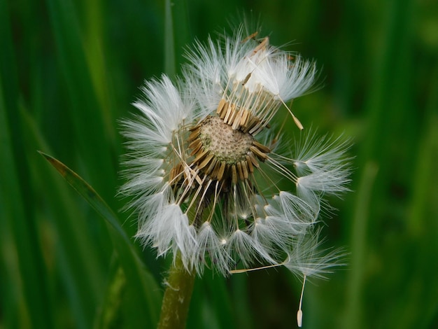 写真 植物 の 上 に ある ダンデリオン の クローズアップ