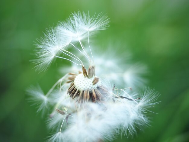 写真 植物 の 上 で の ダンデレオン の クローズアップ