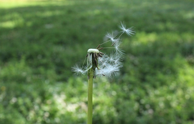 写真 畑 の ダンデレオン の 種 の クローズアップ