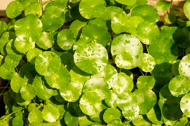 사진 얕은 초점에서 다운 페가간 센텔라 아시아티카 잎의 클로즈업