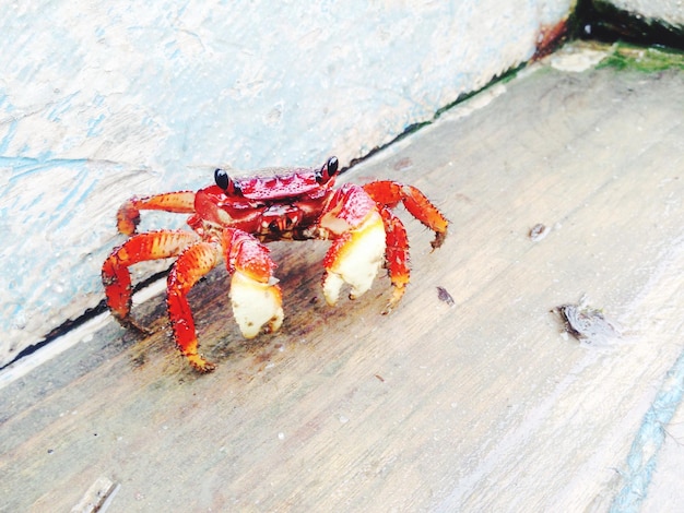 写真 動物の死骸のクローズアップ