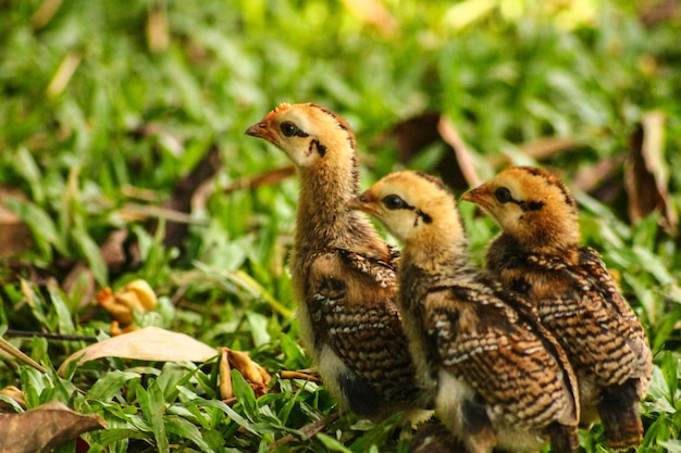 写真 草の上で死んだ鳥のクローズアップ