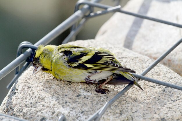 写真 死んだ鳥のクローズアップ