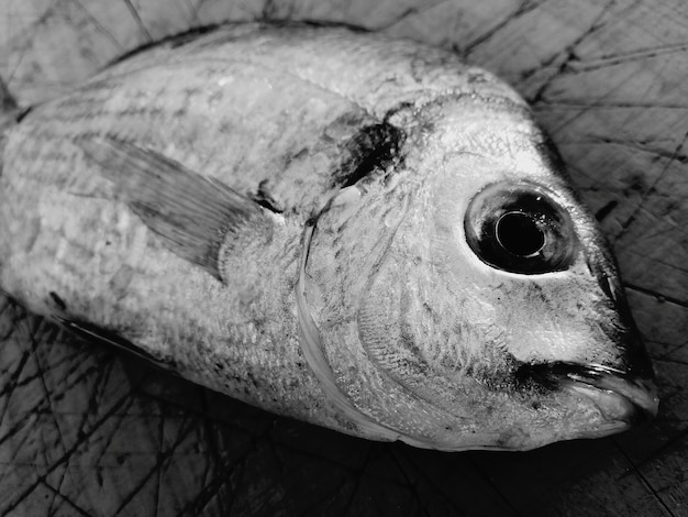 사진 죽은 물고기의 클로즈업