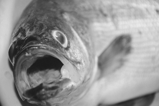 写真 死んだ魚のクローズアップ