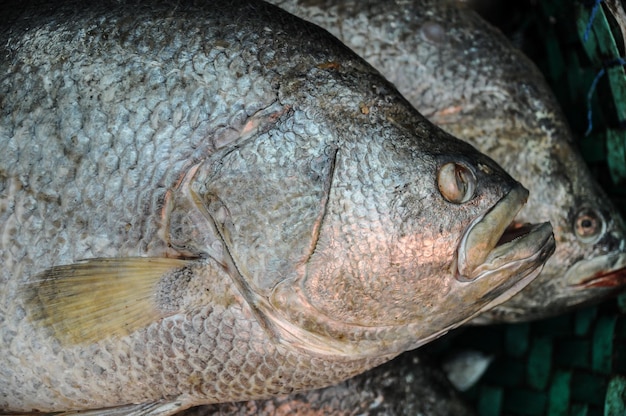 写真 死んだ魚のクローズアップ