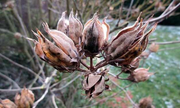 写真 死んだ植物のクローズアップ