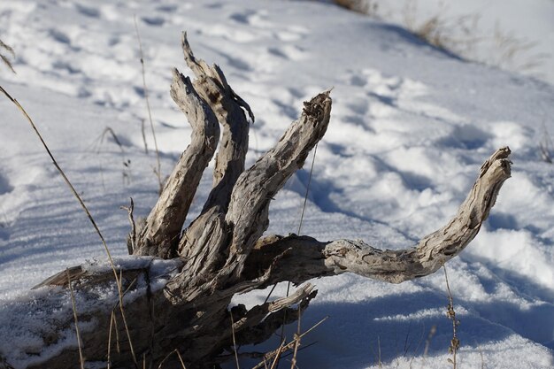 写真 雪の中の枯れた木のクローズアップ