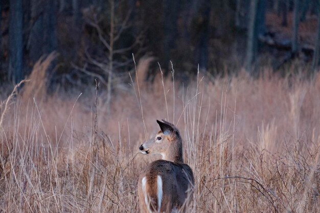 写真 草の中の鹿のクローズアップ