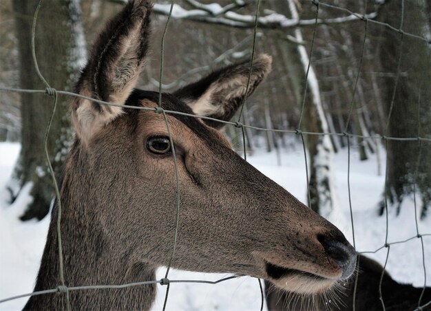 Фото Близкий план оленя