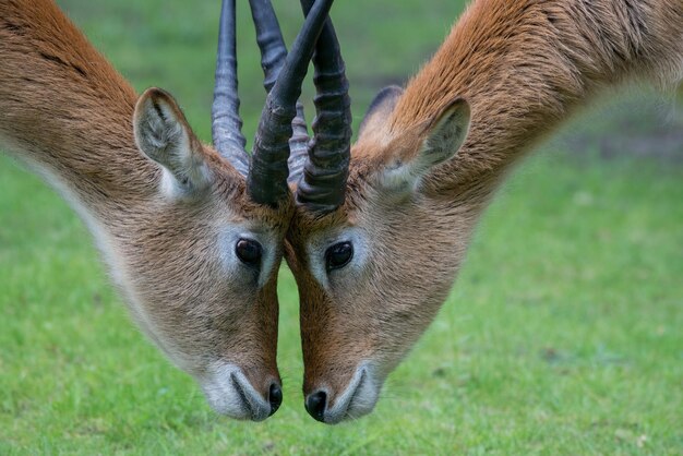 写真 鹿のクローズアップ