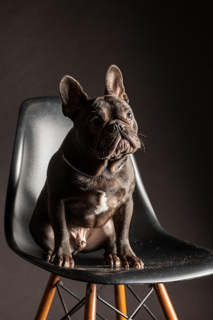 写真 黒い背景の犬のクローズアップ