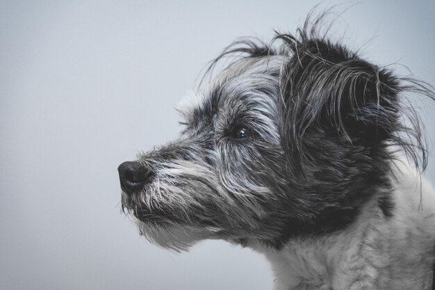 Фото Клоуз-ап собаки на чистом небе