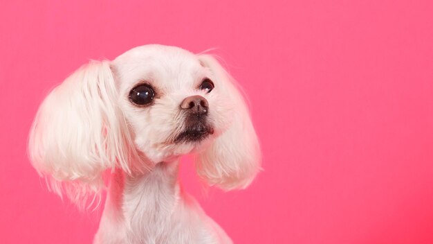 写真 サンゴの背景に犬のクローズアップ