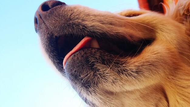 写真 空に照らされた犬のクローズアップ