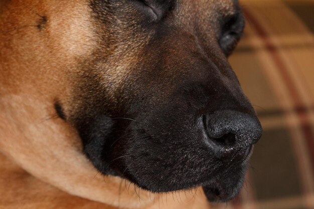 写真 家にいる犬のクローズアップ