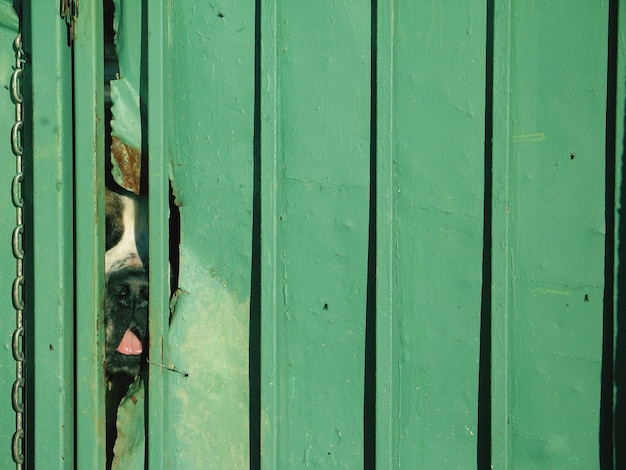 Фото Близкий план собаки за забором