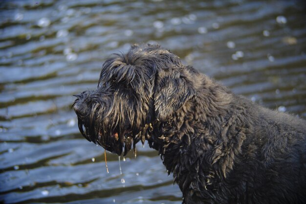 写真 川の近くの犬のクローズアップ