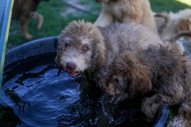 Фото Близкий план питьевой воды для собак