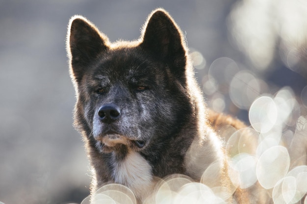 写真 冬の犬のクローズアップ