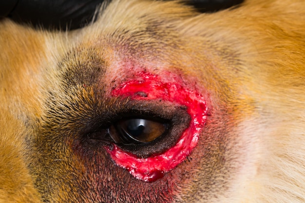 写真 犬の眼のクローズアップ