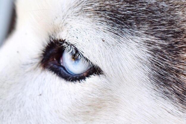 写真 犬の眼のクローズアップ